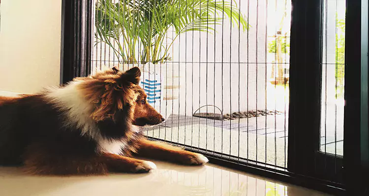Sliding Screen Pet Door Repair in Brent, FL