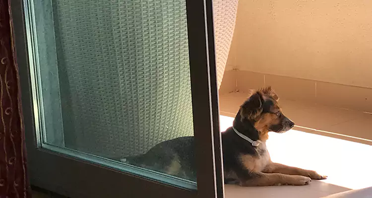 French Door Pet Screen Repair in Brent, FL